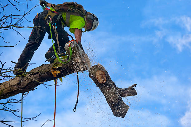 Professional Tree Care in Punta Rassa, FL